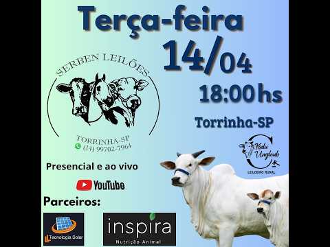 SERBEN LEILÕES - LEILÃO DE GADO- 14/04 - TORRINHA / SP