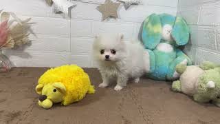 ハーフ犬の動画01