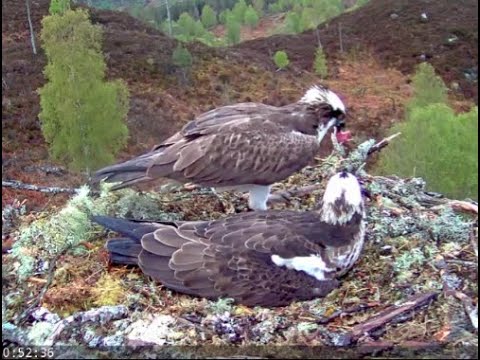 Poor old Louis! The Loch Arkaig Osprey gets a kick then a bit of fish stuck in his beak 3 May 2020
