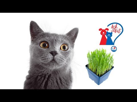 Ask the Vet: Why do cats love catnip?