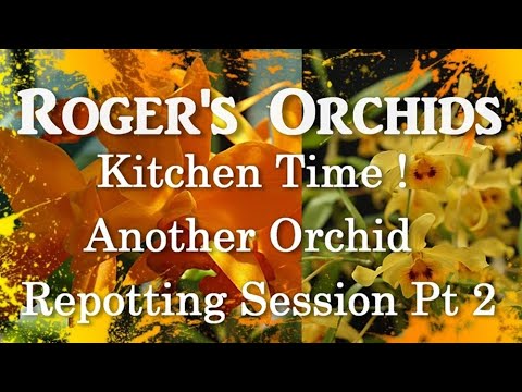Kitchen Time!  Another Orchid Repotting Session Pt 2