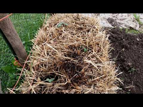 How To Condition Your Straw Bale Garden