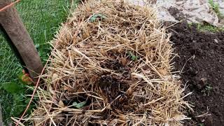 How To Condition Your Straw Bale Garden