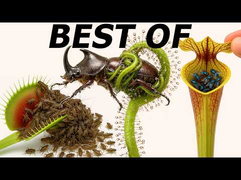 My Craziest Flytrap Videos of 2025!