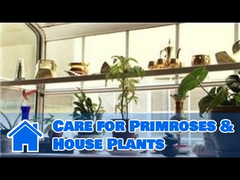 , title : 'Indoor Gardening Tips : How to Care for Primroses & House Plants'