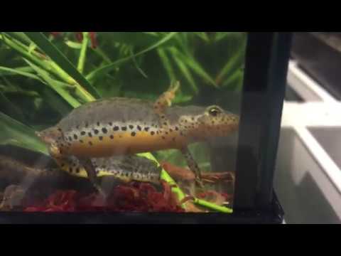 Alpine Newts Eating Blood Worms