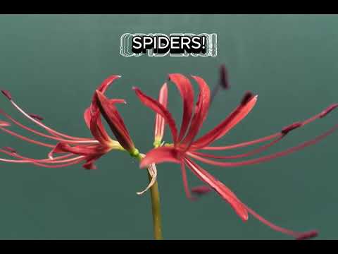 Integrated Project: The Spider Lily