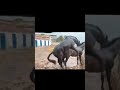Horse Mating