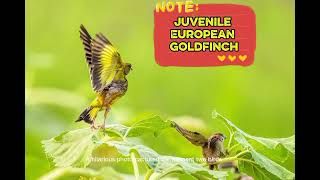 Sparrows flocking in to forage #sparrow #birds