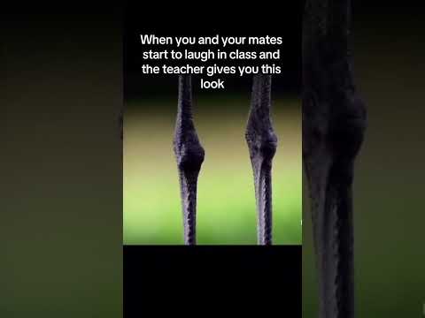 When you and you’re class mate laughing 💀