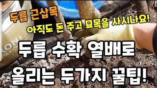 두릅 수확 열배로 늘리는 기발한 두가지 방법 이런게 꿀팁! #두릅나무근삽목 #두릅나무삽목 #참두릅근삽목 #가…