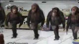 dancing monkeys