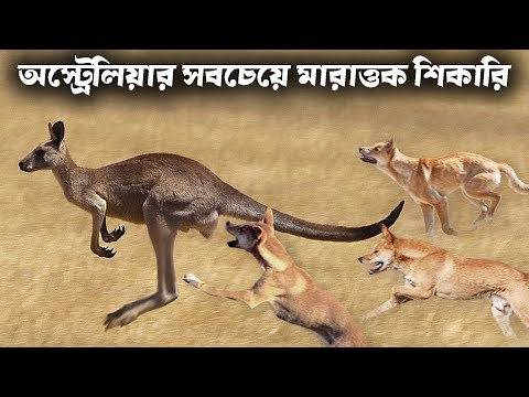এদেরকে কুকুর ভেবে একদম ভুল করবেন না | Terrible hunting dog dingo | Animal facts | Bangla facts