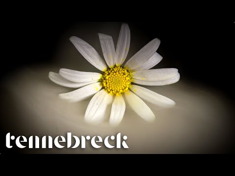 Tennebreck & @D.E.P.  - Flowers | Cover