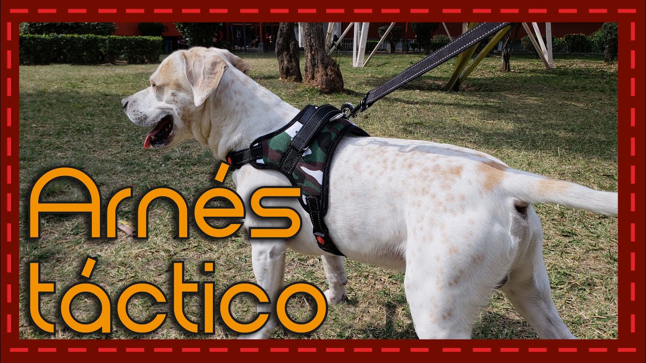 Conoce a: Arnés/Pechera deportiva para perro