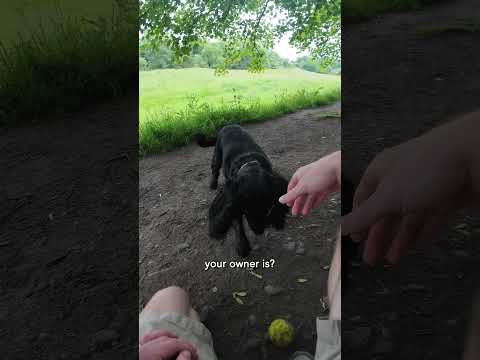 Don't play fetch with strangers 😅🎾 #spaniel