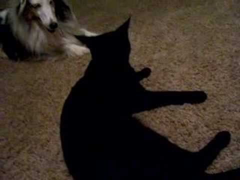 Skylar and Whiney Cat