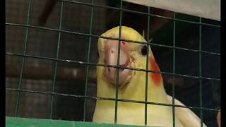 Download lagu Parkit Australia || Angry Cockatiel mp3 Download lagu Parkit Australia || Angry Cockatiel mp3