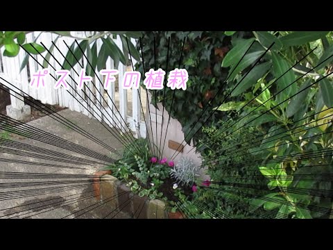 園芸 メアリーの心臓、出血する心臓、ジャネットの心臓