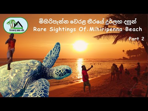 මිහිරිපැන්න වෙරළ තීරයේ දුර්ලභ දසුන් | Rare Sighting Mihiripanna Beach 2 | Greenery Lanka Villa | ABY