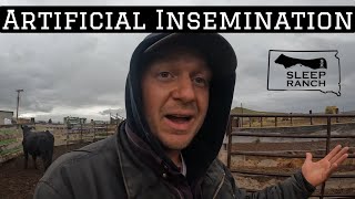 Breeding Cattle with Artificial Insemination!