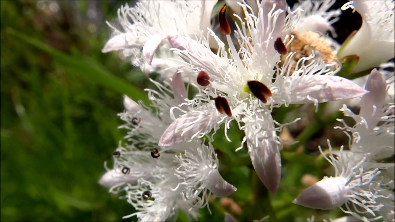 Bogbean (Menyanthes trifoliata) - 2015-05-15 - YouTube
