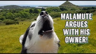 Malamute Sherpa argues with owner to see best friend! Dog with attitude!