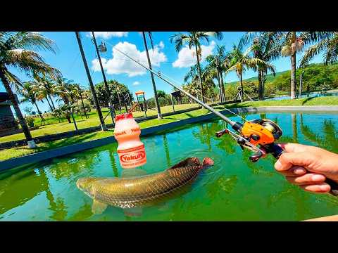 I tricked the pirarucu with Yakult dough * will it work? *