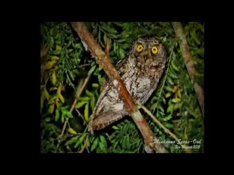 Otus mirus Mindanao