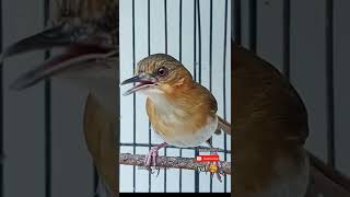 Download lagu Pelanduk bukit gacor #burung #kicaumonster #birds #tweet #burungmasteran #pelanduk #2023 #gacor mp3