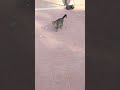 Grey Cat Running Meow
