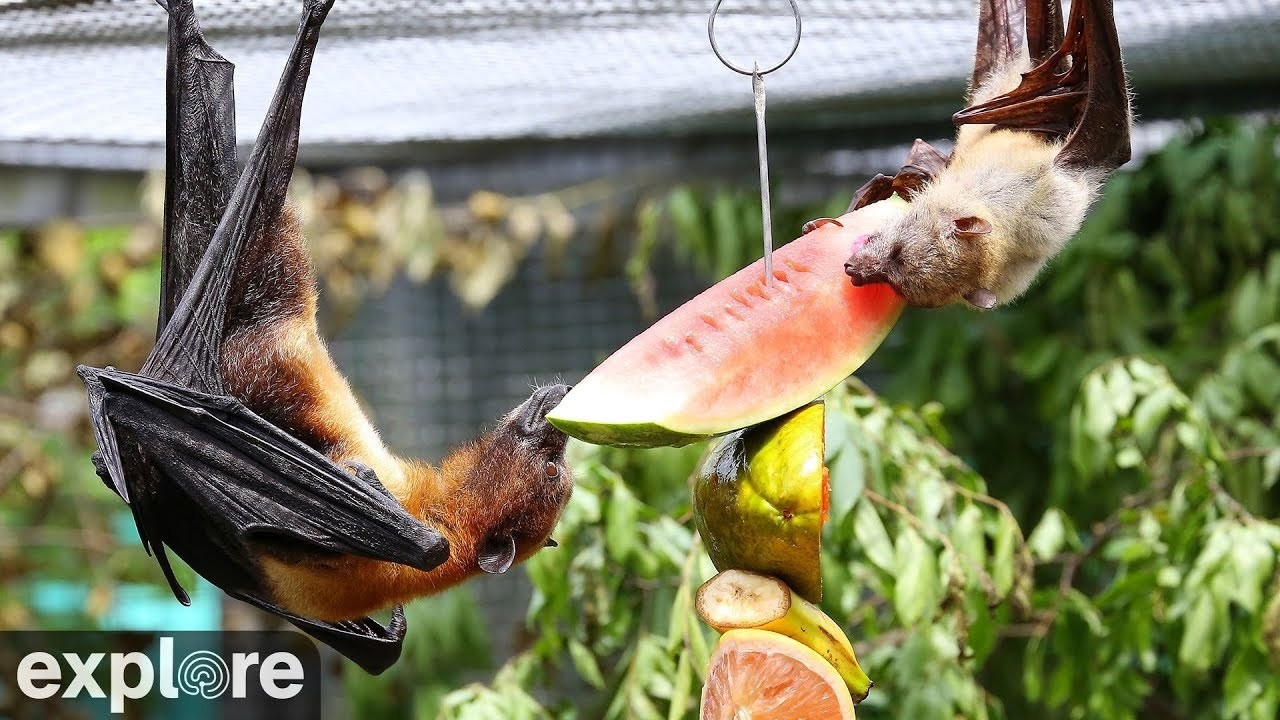 Live webcam view of Zorros Voladores en Lubee Bat Conservancy