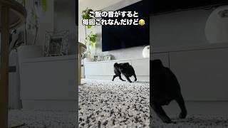 何回転してる？🤣 #パグ #犬のいる暮らし #犬のいる生活