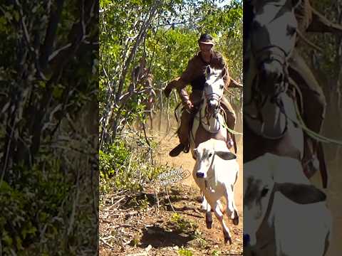 Carreira bonita atrás do garrote #pegadeboinomato #romariofeitosa