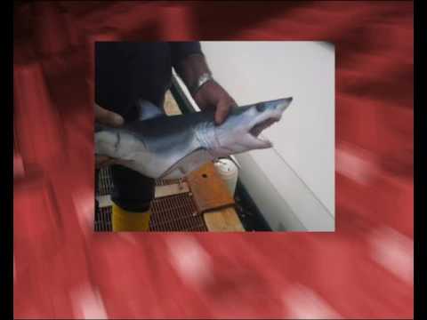 Marina di Gioiosa: avvistato uno squalo a pochi metri dalla riva | IL VIDEO