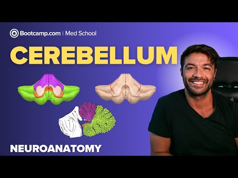 Cerebellum Simplified | Anatomy, Lobes, Functions & Clinical Correlations