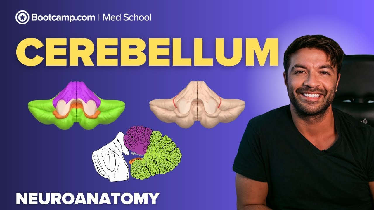 Cerebellum Simplified | Anatomy, Lobes, Functions & Clinical Correlations