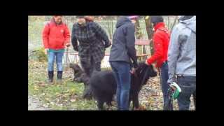 preview picture of video 'Auch Hunde müssen zur Schule  Teil 1    Hier Fortgeschrittenenlehrgang'