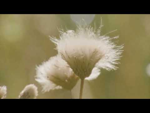 Fonds Viegli - Nakts ugunīs