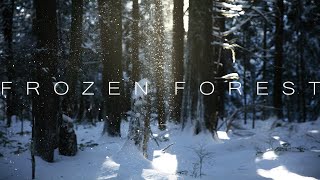 Frozen Forest - 4K Cinematic Winter Nature