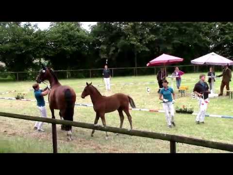 Süddeutsches Oldenburger Championat 2016 Stutfohlen v. Stakkato Gold x Argentinus