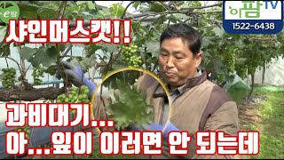 샤인머스캣 과가 잘 크고 있지만... 잎이 이러면... 당도 착색 과 크기... 보장 못합니다!! 지금이 중…
