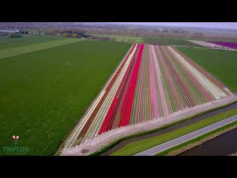 Tullips from Triflor