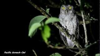 preview picture of video 'Pacific Screech-Owl'