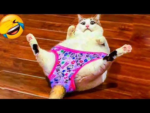 Best Funny Animal Videos 2022 😺 - Funniest Dogs And Cats Videos 😇