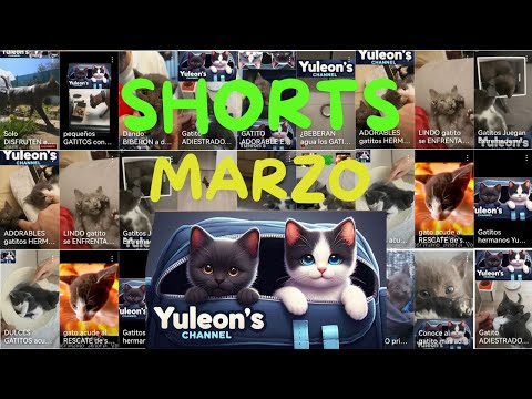 SHORTS Compilation March 25: ADORABLE CATS