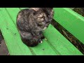 Lonely Hungry Cat Meows Very Loudly