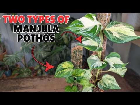 Growing Manjula Pothos Made Easy