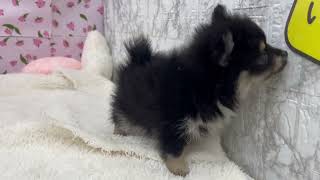 ハーフ犬の動画01