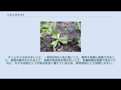 シロイヌナズナ